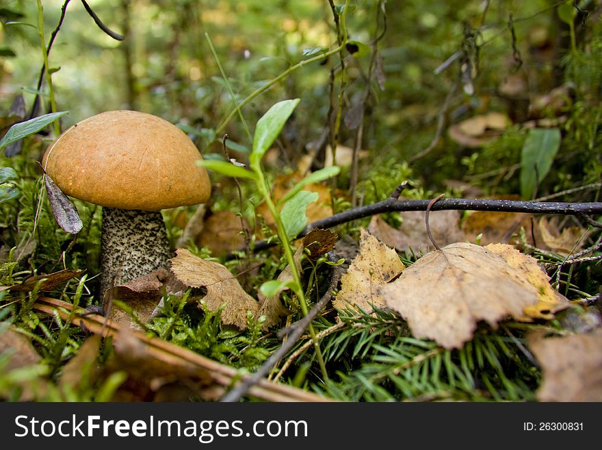 Forest mushroom in moss which rostet