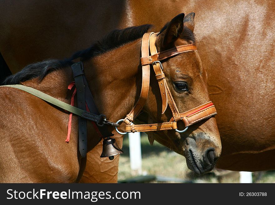 Few Weeks Old Little Horse &x28;foal, Colt&x29; With Bell