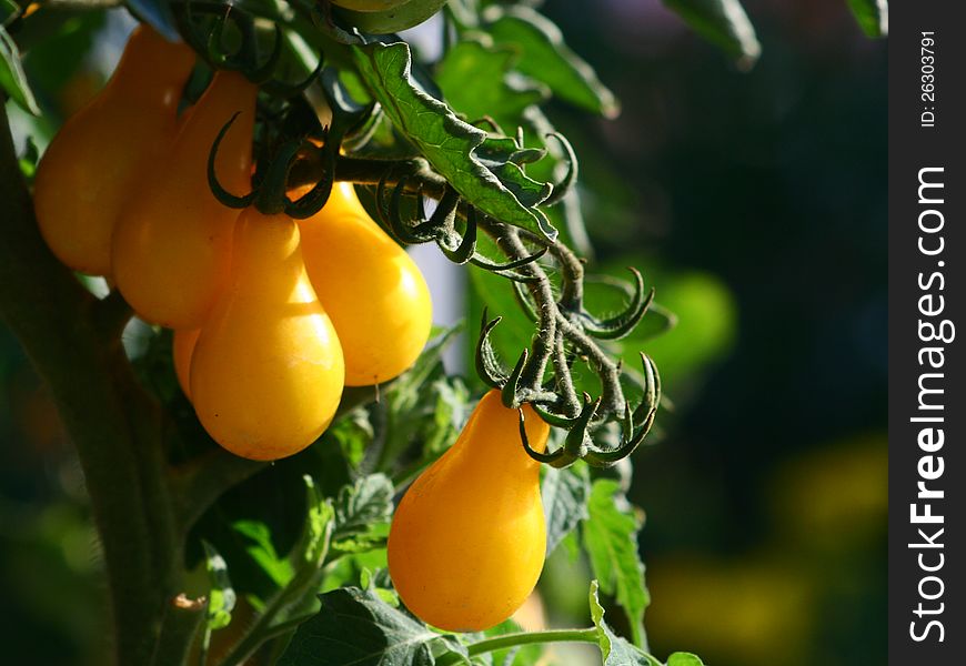 Growing yellow pear tomatoes in afternoon light. Agricultural garden exhibition in Nitra, Slovakia