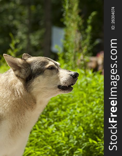 A husky dog is howling at his master. A husky dog is howling at his master.