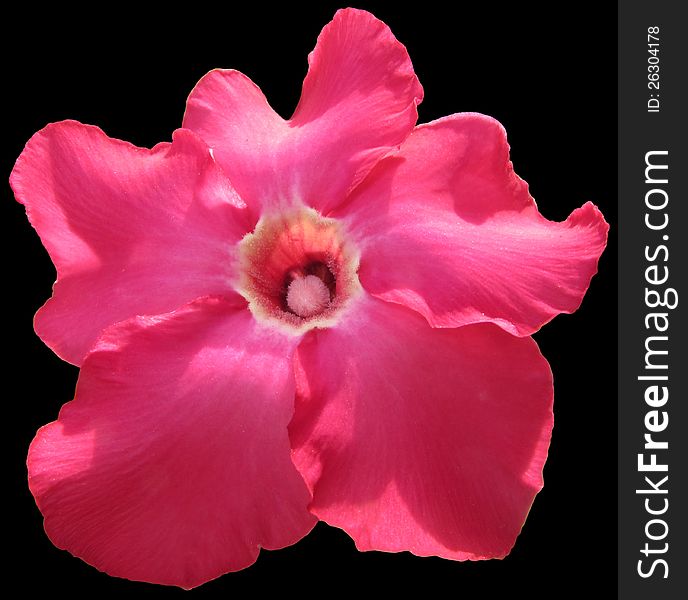 Desert rose flower isolated on black