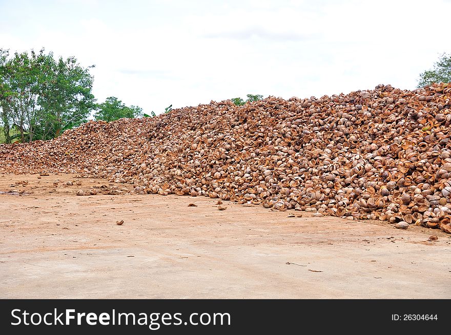 Coconut shells