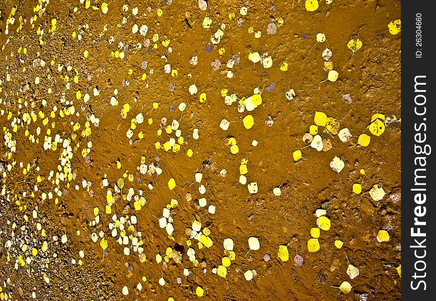 Bright yellow aspen leaves float in stream Colorado USA in Autumn. Bright yellow aspen leaves float in stream Colorado USA in Autumn