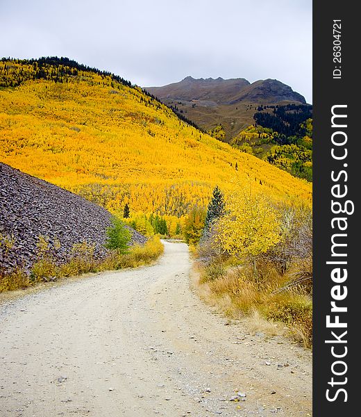 Colorado Hillside Ablaze With Yellow Aspen