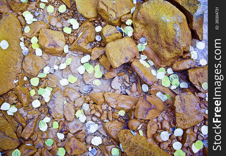 Sprinkle of aspen leaves float in mountain stream