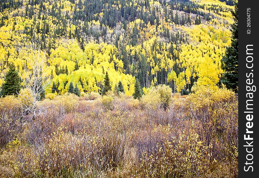 Colorado aspens and evergreens in Autumn