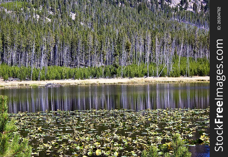 Reflections on lily pond in Yellowstone