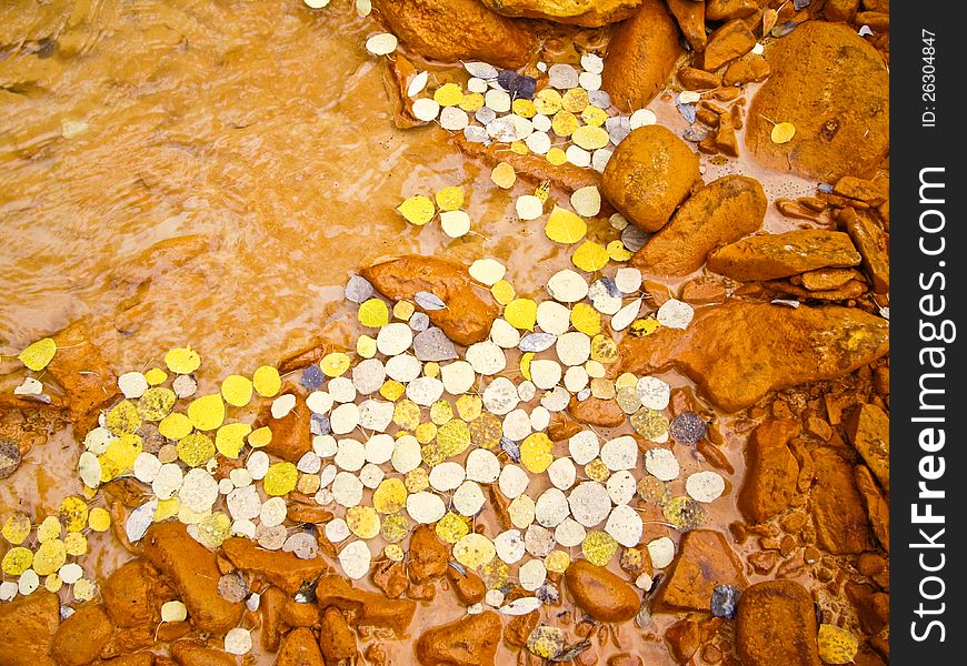 Yellow aspen leaves float in muddy river in Fall