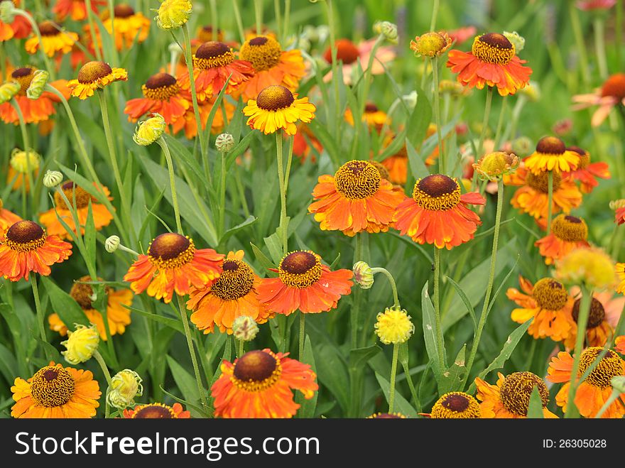 Group of rudbeckia flowers in a garden