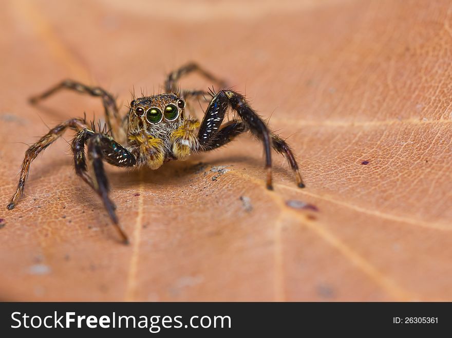 Close up of jumper spider on leaf
