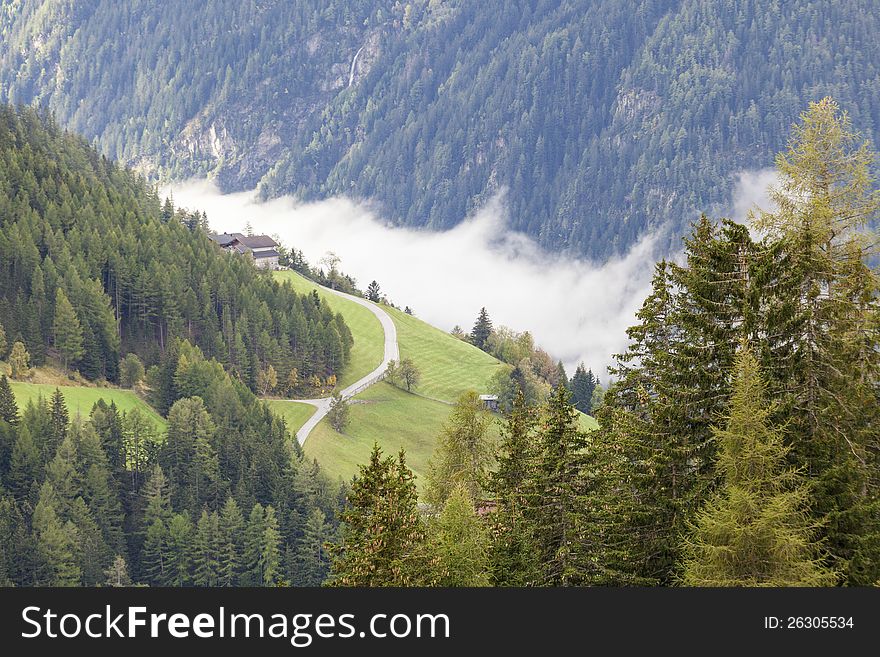 Alp Forest Landscape