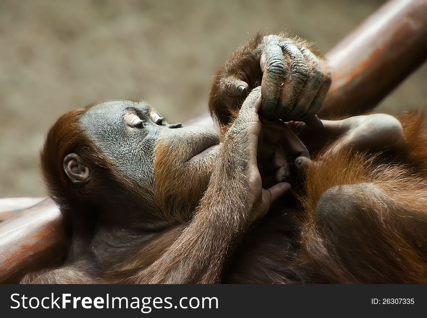 Orangutan is looking at his hands. Orangutan is looking at his hands