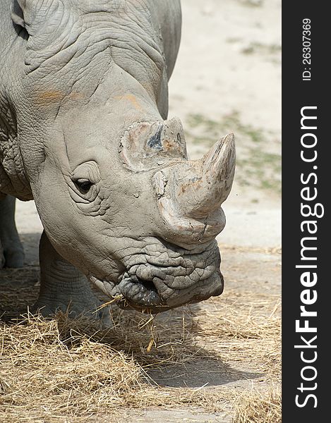 Great White rhinoceros head - profile