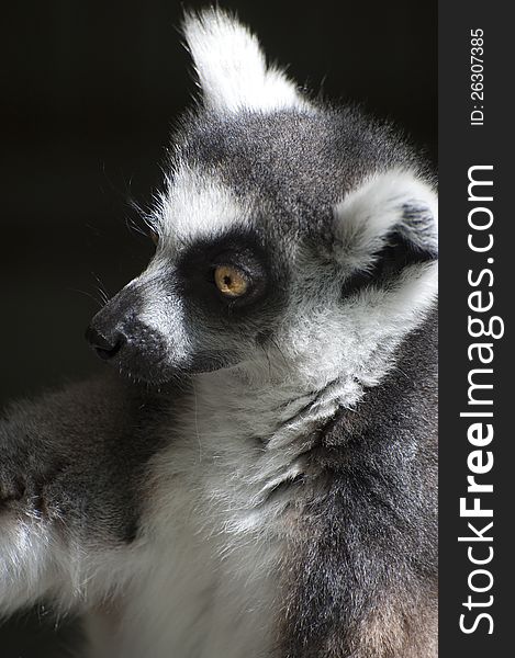 Detail of ring tailed lemur catta - portrait. Detail of ring tailed lemur catta - portrait