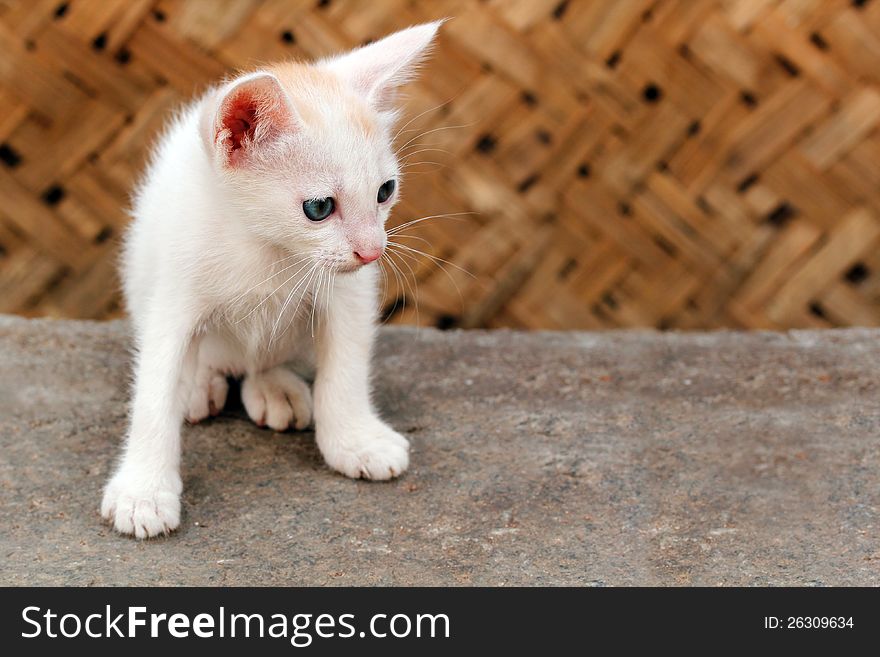Beautiful white colored young kitten staring at a distant insect. Scientifically called Felis catus, this animal is good friend of man and helps catch pests. These mammals are primarily nocturnal.