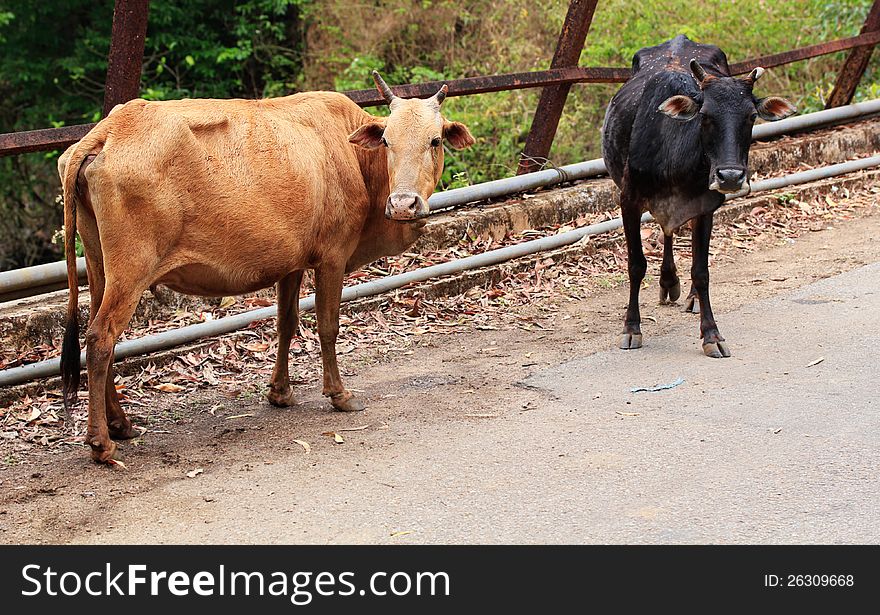 Two old,hungry & weak cows of brown & black color