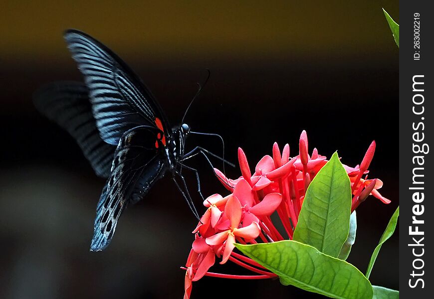 A Close Up Image Of Black Butterfly