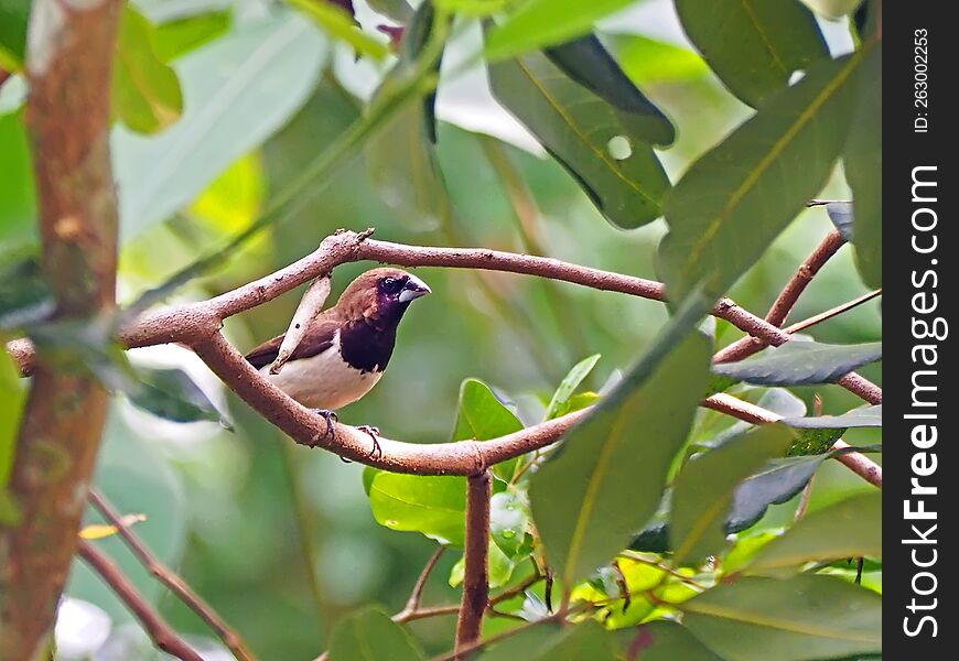 Close Up Image Of A Sparrow Bird