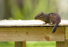 Nozy Chipmunk Sitting On A Table Stock Image Nozy Chipmunk Sitting On A Table Stock Image