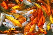 Japanese Koi Fish Feeding Frenzy Royalty Free Stock Images