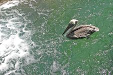 Pelican Stock Photos Pelican Stock Photos