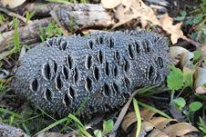 Banksia Seed Cone Dried Royalty Free Stock Photos Banksia Seed Cone Dried Royalty Free Stock Photos