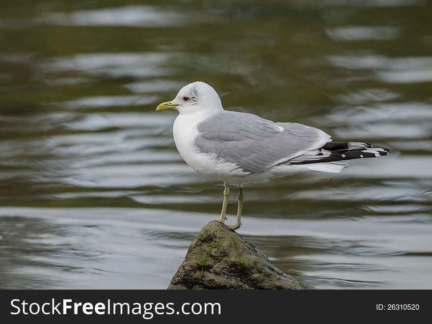 The gull sitting on rock