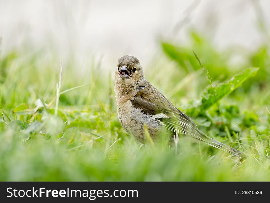 Small sparrow is watching photographer