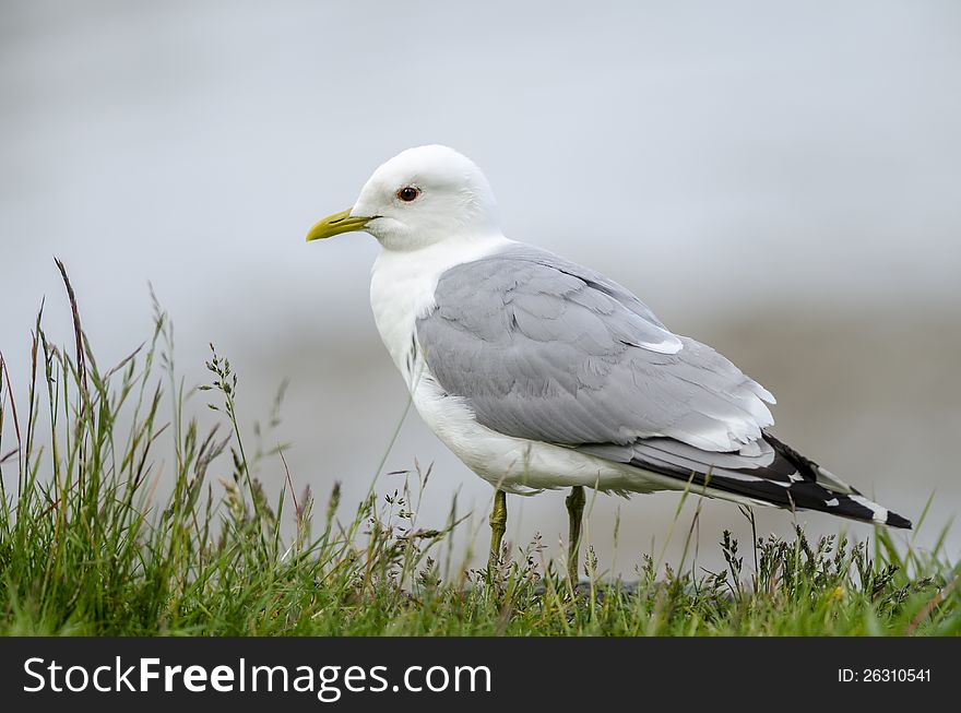 White gull with nice backround