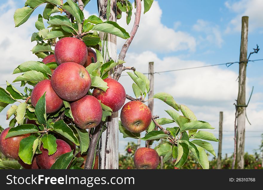 Delicious red apples hanging on a low espalier tree in a Dutch orchard. Delicious red apples hanging on a low espalier tree in a Dutch orchard.