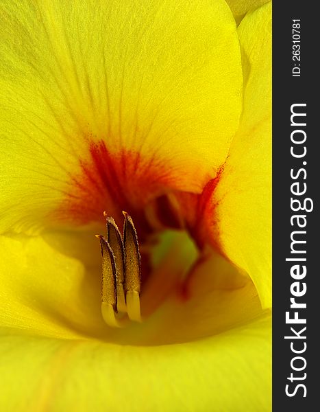 Gladiola flower with shallow depth of field. Gladiola flower with shallow depth of field