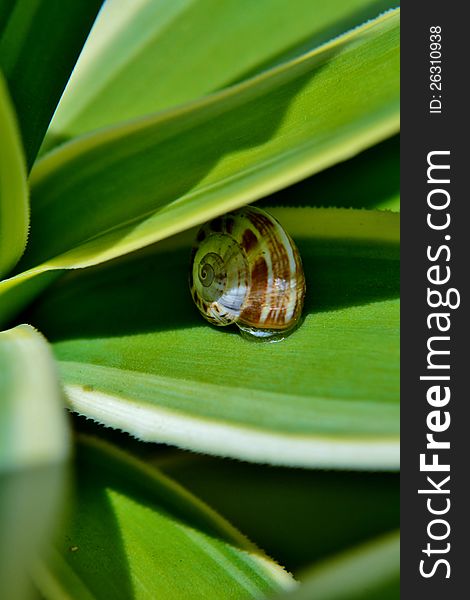 Macro image of Snail on yuca palm leaf. Macro image of Snail on yuca palm leaf