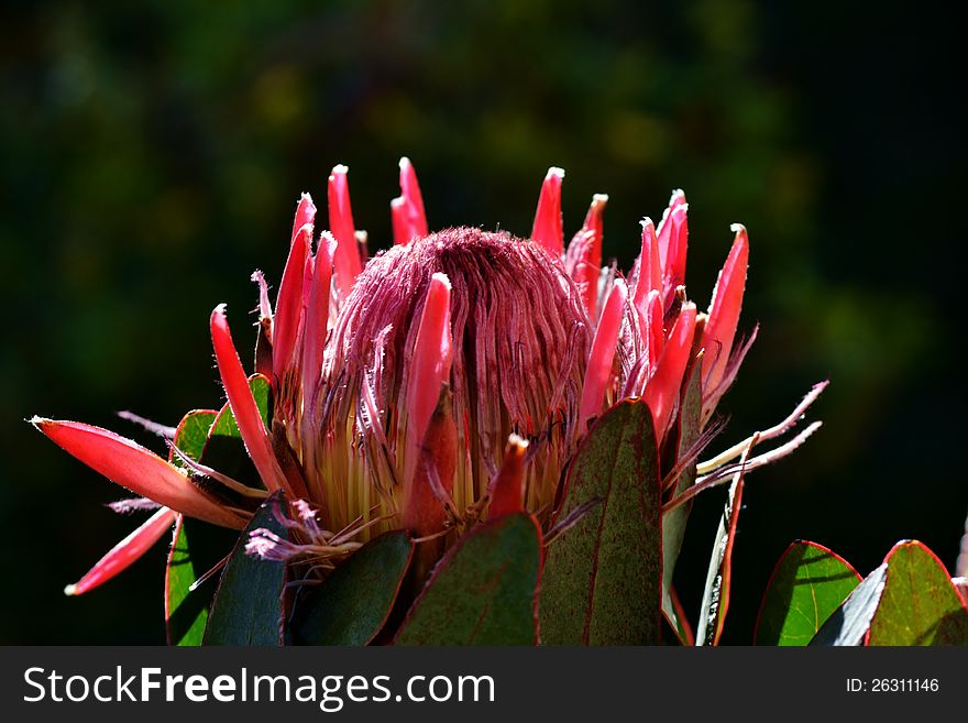 Protea blossom