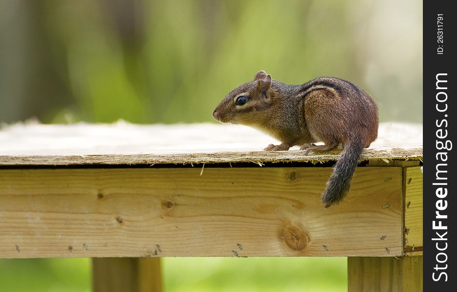 A fast little chipmunk is sitting on a table. A fast little chipmunk is sitting on a table.