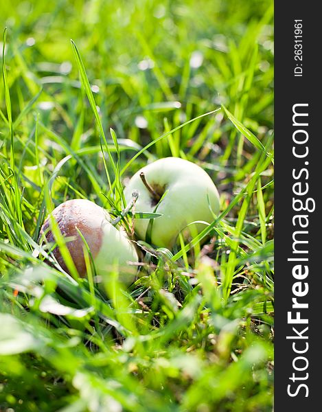 Autumn fallen organic apples with one rotten side in green garden grass