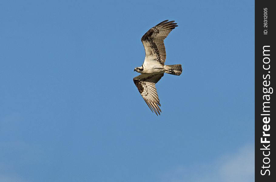 An Osprey Flies Overhead.