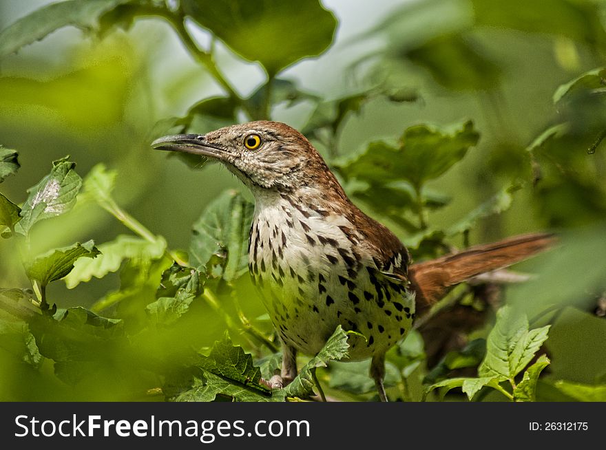 A Thrush bird watches from a bush.