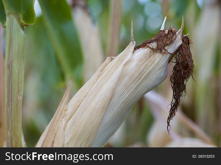 Closeup image of a corn plant as symbol for renewable, alternative energy. Needed for biogass and biomass industries. Closeup image of a corn plant as symbol for renewable, alternative energy. Needed for biogass and biomass industries.