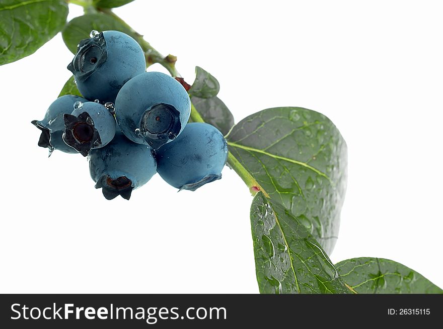 Groups of blueberries on white background. Groups of blueberries on white background