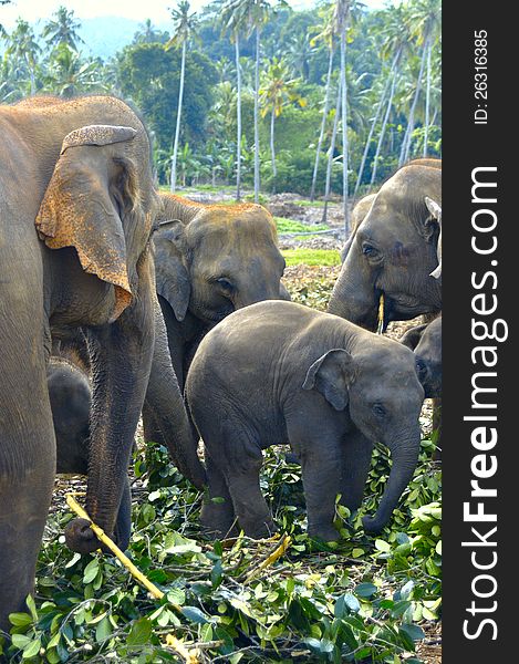 Large family of elephants and small elephant