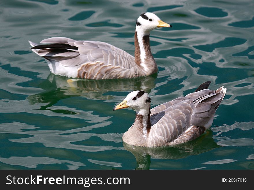 Bar-headed Geese (Anser indicus) that originate from central Asia shown swimming in a pond. They are the highest flying bird in the world and will fly 35,000 feet at 100 mph.