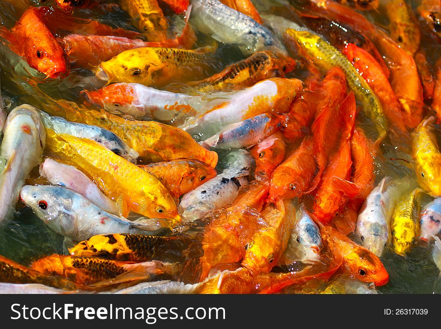 Colorful Japanese Koi fish carp during a feeding frenzy in a pond. Colorful Japanese Koi fish carp during a feeding frenzy in a pond.