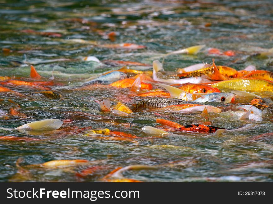 Japanese Koi Fish Feeding Frenzy