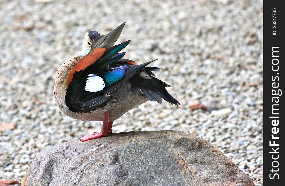 Preening Ringed Teal Duck