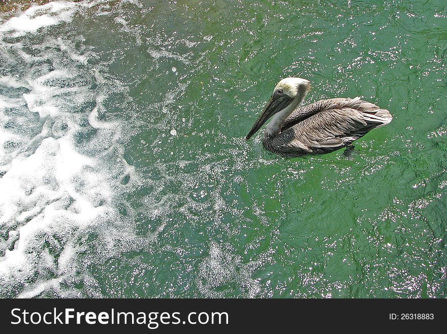 Apprehensive Pelican Heading Toward White Water