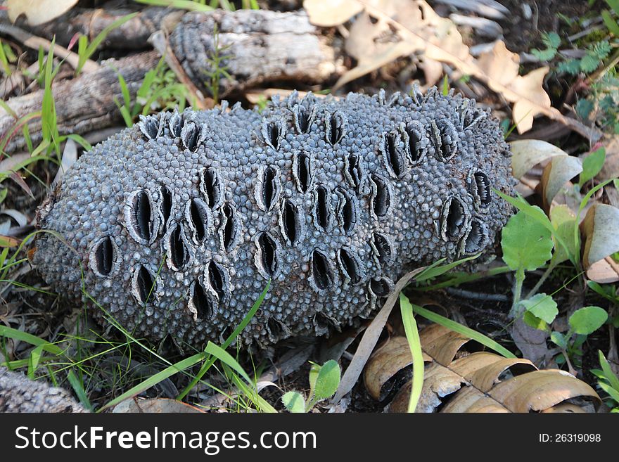 Banksia Seed Cone Dried