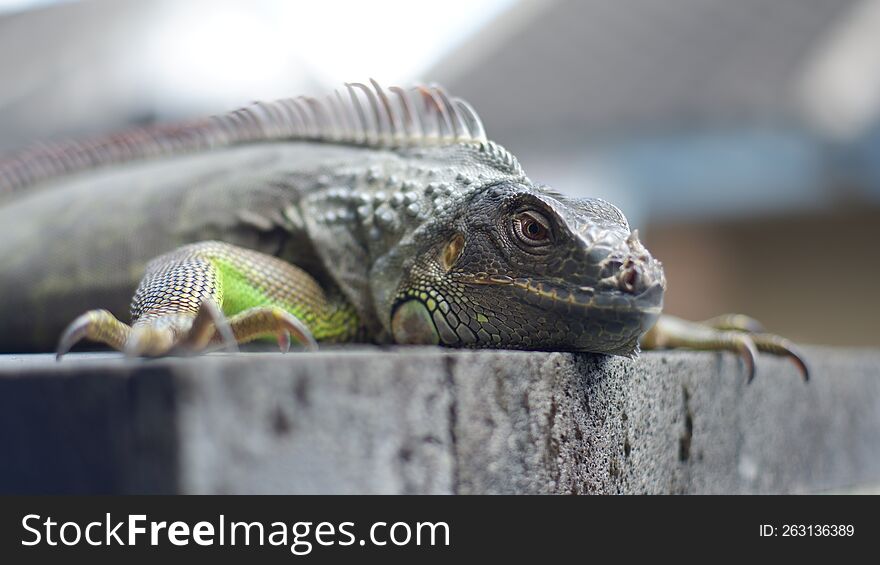 close up green iguana with nature background