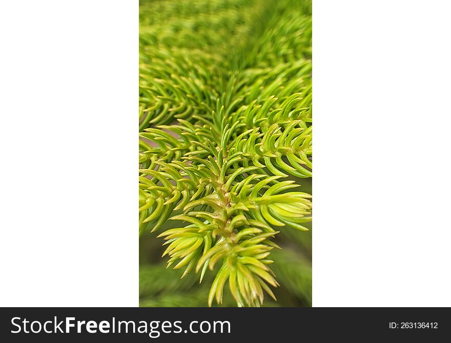 Detail of fresh spruce tree branches with young green needles - close up. Natural beauty. Soft focus. Seasonal wallpaper for design