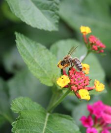 Honey Bee Stock Photography Honey Bee Stock Photography
