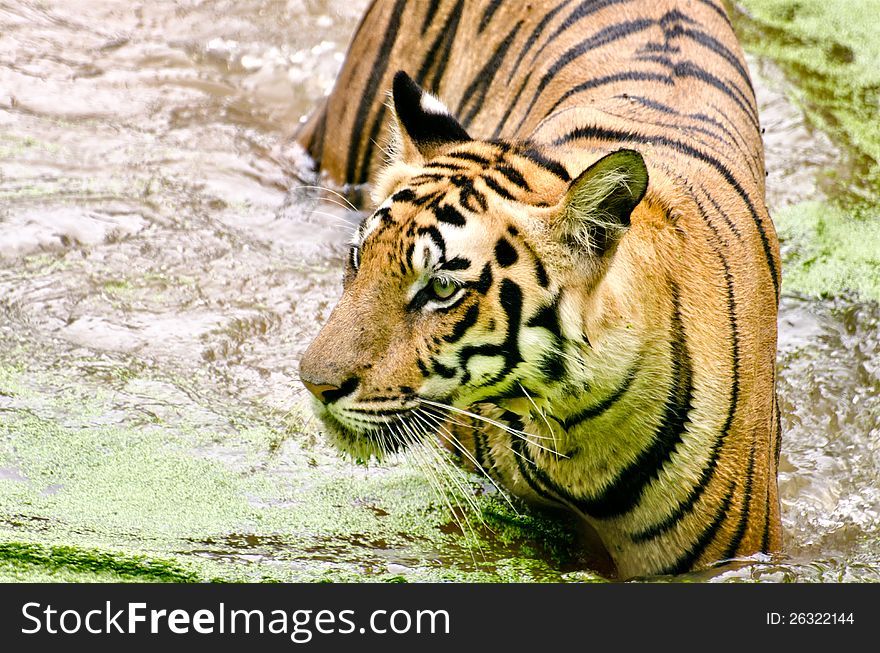 Tiger walking iin a river. Tiger walking iin a river